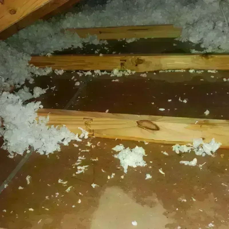 Attic Water Damage in Bellevue, NE